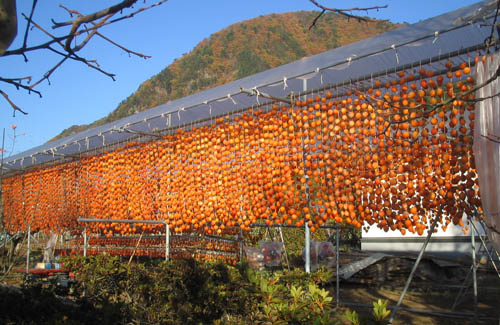 枯露柿を干している風景
