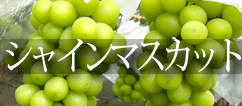 シャインマスカット　通販/販売
