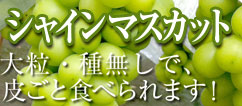 山梨・勝沼のシャインマスカット　通販/販売