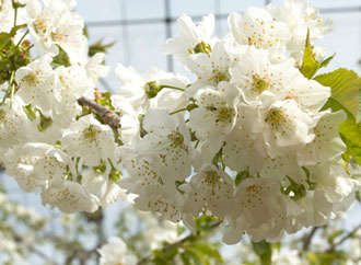 さくらんぼの花