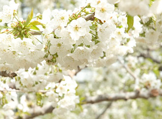 さくらんぼの花